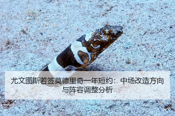 you-wen-tu-si-ruo-qian-mo-de-li-qi-yi-nian-duan-yue-zhong-chang-gai-zao-fang-xiang-yu-zhen-rong-tiao-zheng-fen-xi-3-934.jpg